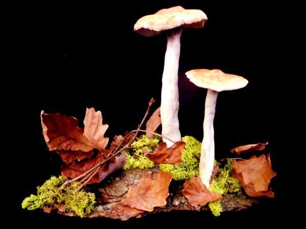 Champignons des bois en modelage